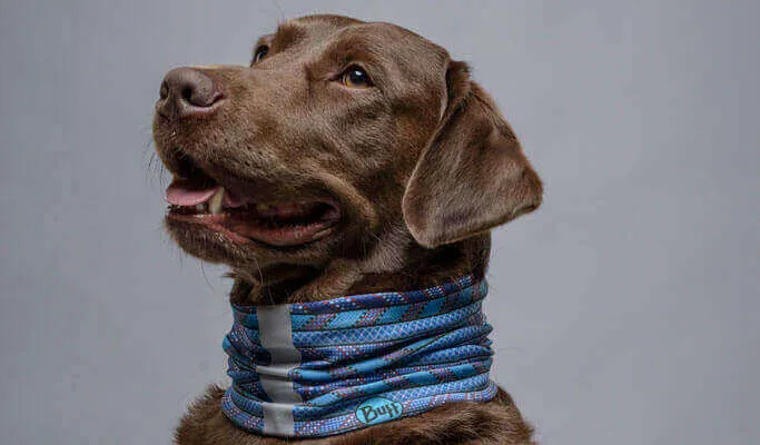 Dog Reflective Denim Blue