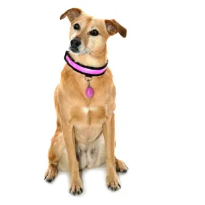 Equisafety Reflective LED Flashing Dog Collar - PINK