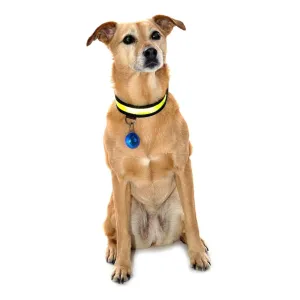 Equisafety Reflective LED Flashing Dog Collar - YELLOW