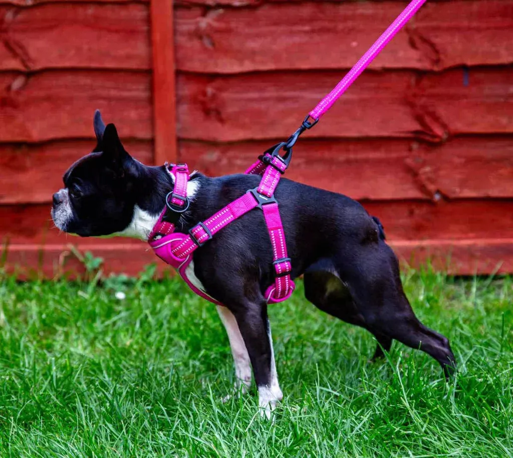 Puppy Leads
