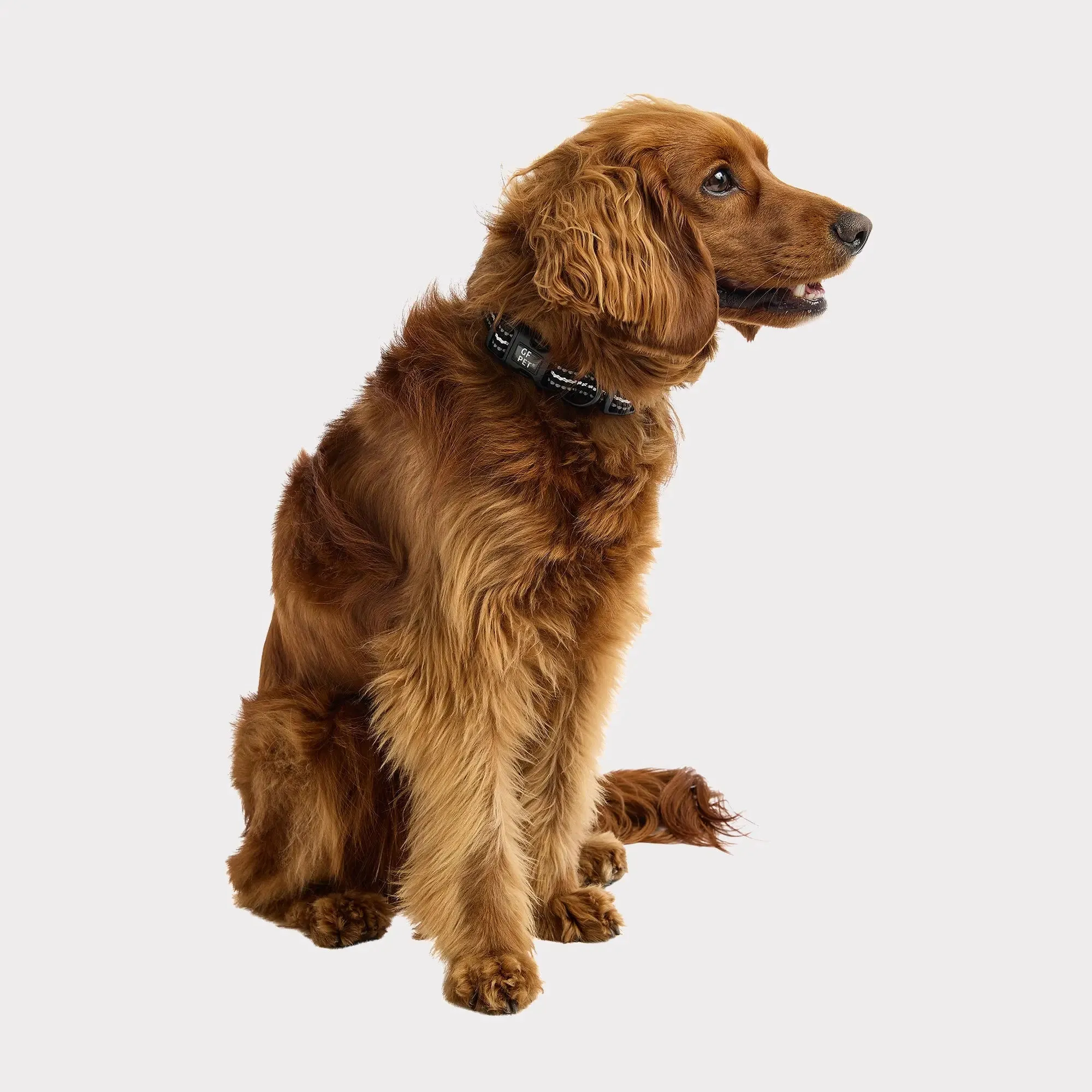 Reflective Dog Collar | Black